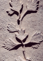hawthorn carving
